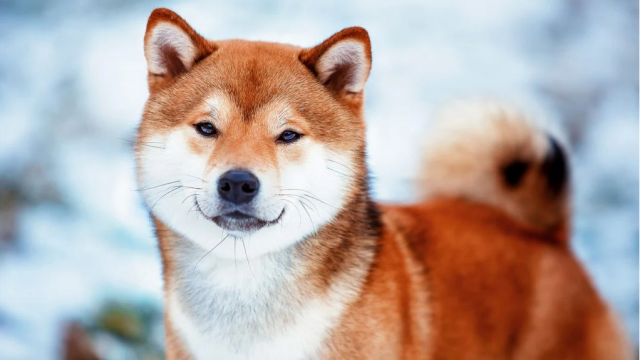 Shiba Inu Down By 2.03% – Yet Bound To Outpace TRX And BTC?